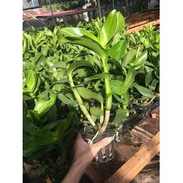 cây giống DENDRO NẮNG BÀ LIỄU THƠM siêu hoa, hoa siêu thơm