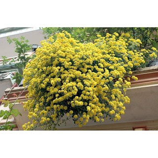 🍀Bầu cây giống cúc chi 4-5 cây giống