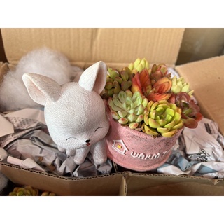Chậu Cây Sen Đá Tiểu Cảnh