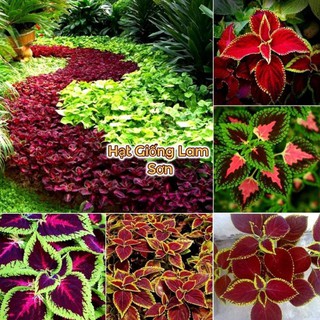 HẠT GIỐNG LÁ KIỂNG ( Đủ Màu Lá ) - Loài Cây Kiểng Đa Dạng, Đẹp Thu Hút.