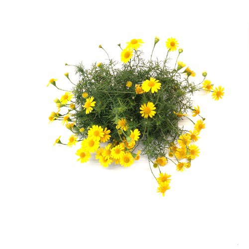Hạt giống hoa cúc tiana 50h