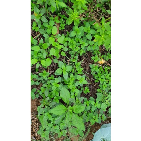 cây bạc hà
