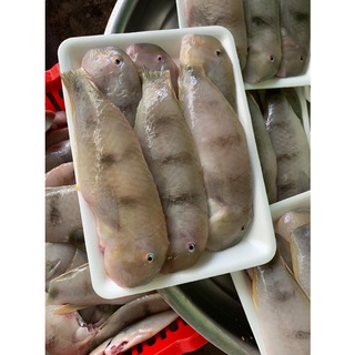 Cá mó đen bự , làm sạch tươi ngon - 0.5kg