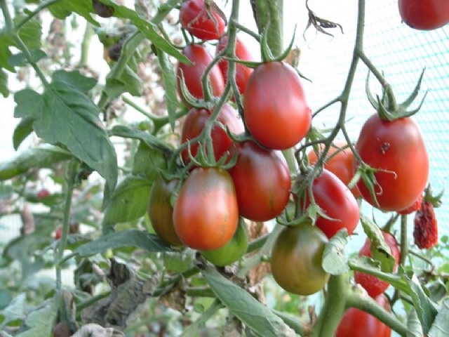 Hạt giống cà chua socola plum
