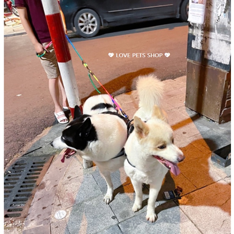 BỘ DÂY DẮT CHÓ MÈO 2 ĐẦU KÈM YẾM BẢY SẮC CẦU VỒNG - LOVE PETS SHOP