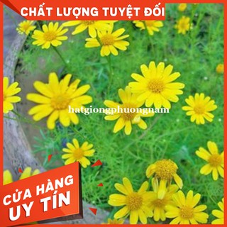 Hạt GIỐNG CÚC SAO BĂNG - Còn hàng