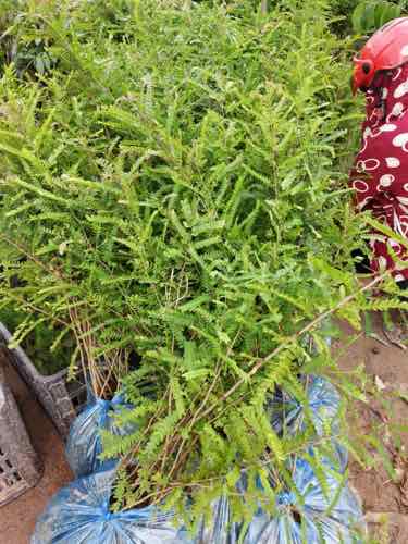 cây bồ kết giống