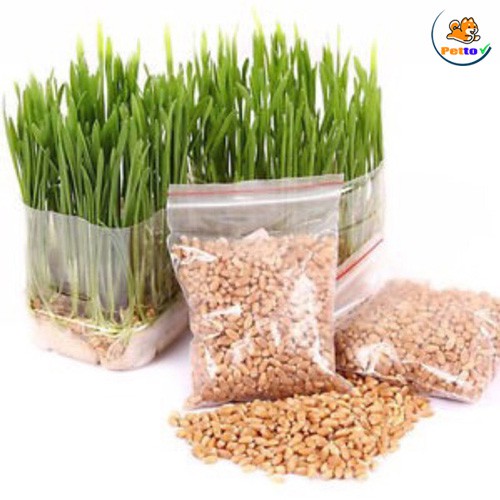 Hạt Giống Cỏ Mèo