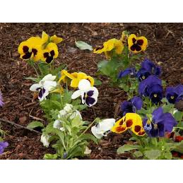 Hạt Giống Hoa Pansy /Hoa Cánh Bướm Mix Nhiều Màu  - MUA 3 TẶNG 1 CÙNG LOẠI