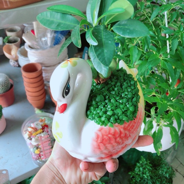 Shop An Nhiên Cây Cảnh