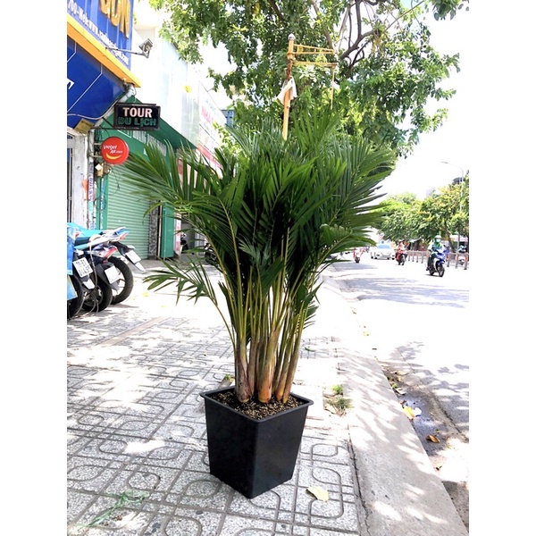 Cây Cau Nhật vàng và chậu to như hình- thích hợp trồng ban công, sân vườn nhà