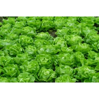 Hạt giống Xà lách đăm (xà lách cuộn) 2 gram