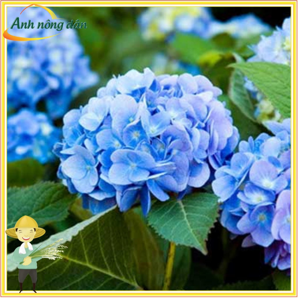 Hạt giống hoa cẩm tú cầu (10 hạt) giống tốt chất lượng - Anh nông dân chính hiệu