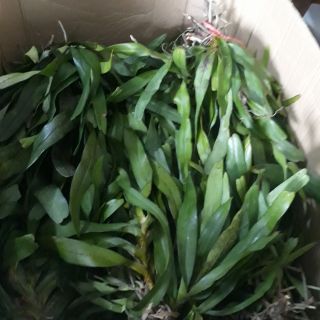 Combo 2 loại kiều vuông + tam bảo sắc