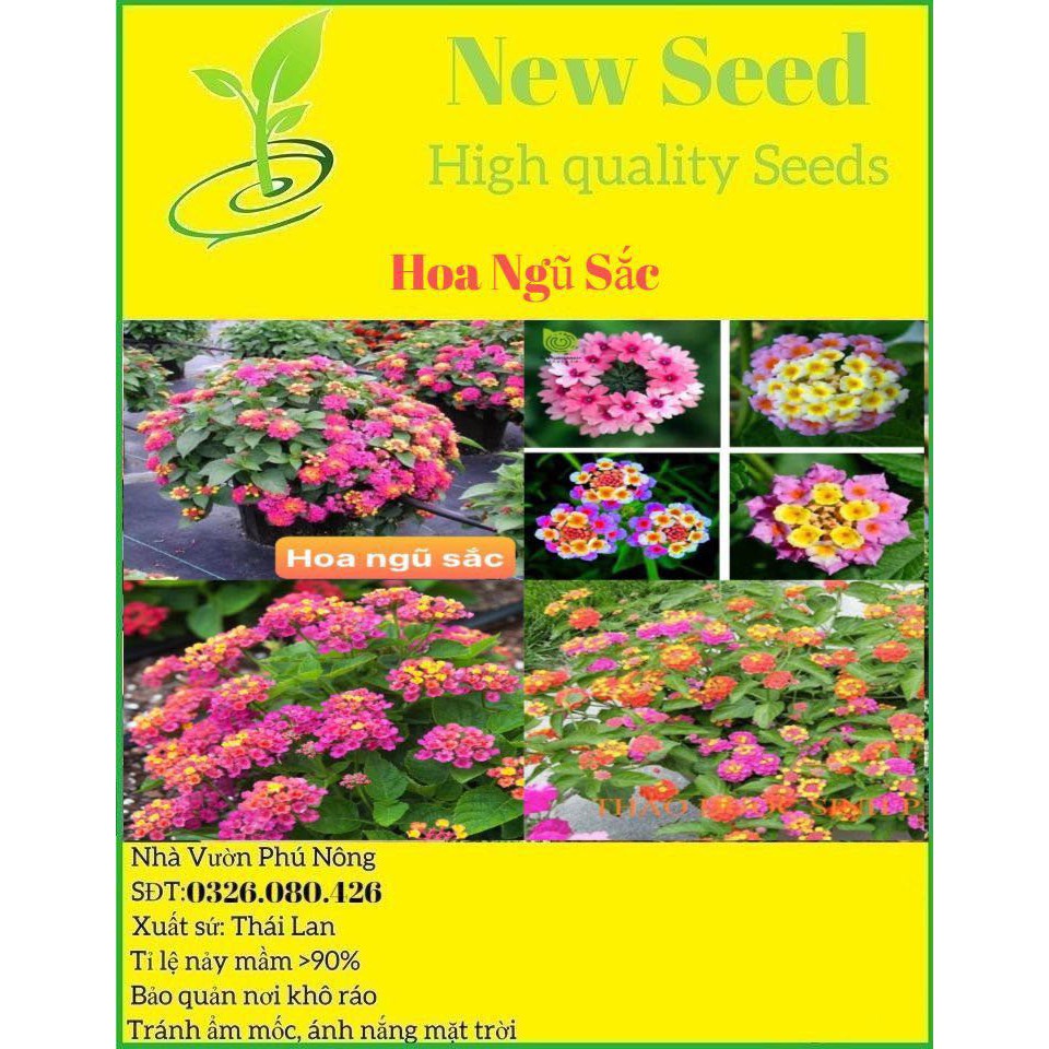 Hạt Giống Hoa Ngũ Sắc F1 loại dễ trồng năng suất cao chống sâu bệnh [Gói 100gram,200gram,500gram]