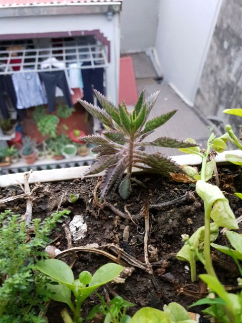 Cây thằn lằn/xương cá- Kalanchoe delagoensis/kalanchoe houghtonii