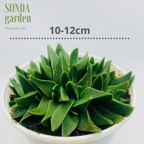 Sen đá cỏ ngọc giống mới SONDA GARDEN size trung bình 10-12cm, xuất xứ Đà Lạt, khoẻ đẹp, lỗi 1 đổi 1