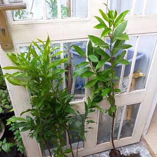 Cây vối nếp cao 60-100cm
