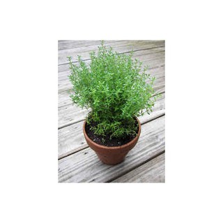 Hạt giống Cỏ Xạ Hương (Thyme)