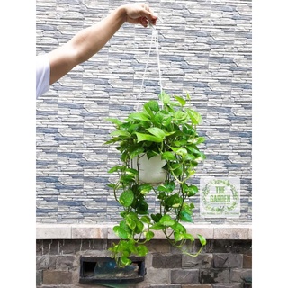 Trầu Bà dây chậu nhựa treo