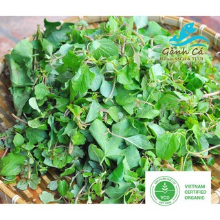 10g Hạt giống Rau dền cơm THUTHUY