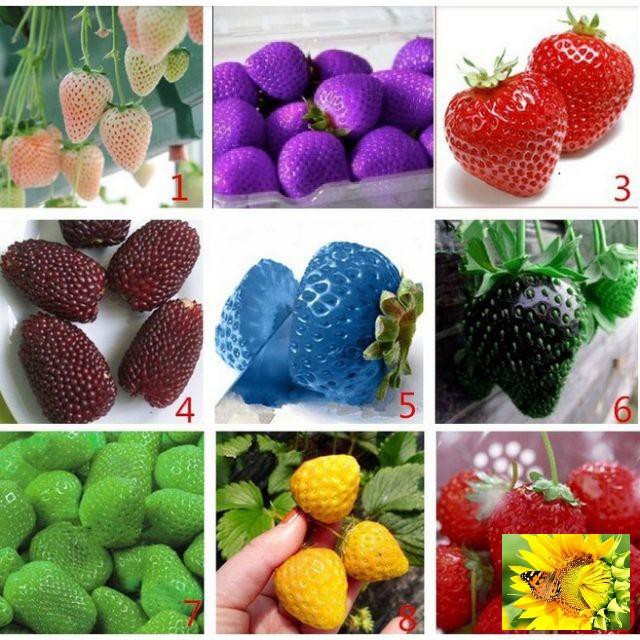 Gói 50 hạt giống dâu tây Mix nhiều màu