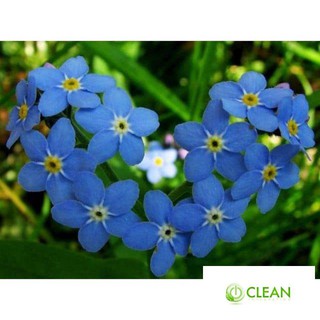 hạt giống hoa lưu ly xanh 50 hạt
