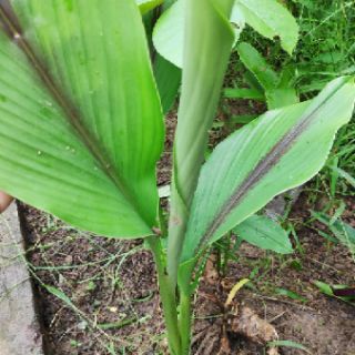 Củ nghệ đen tươi 1kg