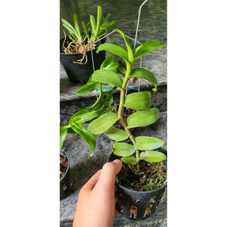 PHI ĐIỆP 6 MẮT LAI TRẦM 6 MẮT