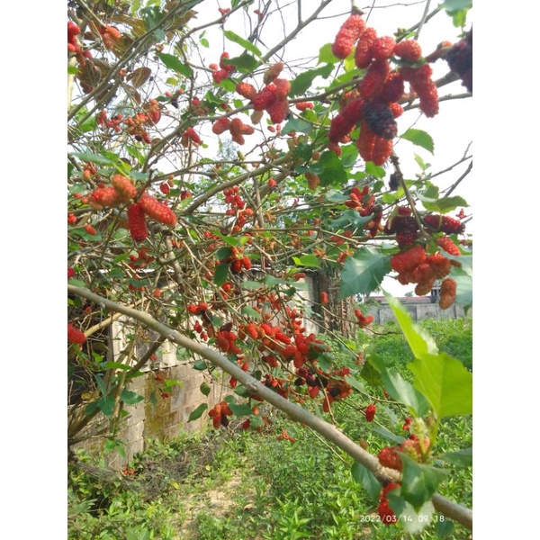 Cây dâu tằm ăn quả/cây giống dâu tằm sai trái