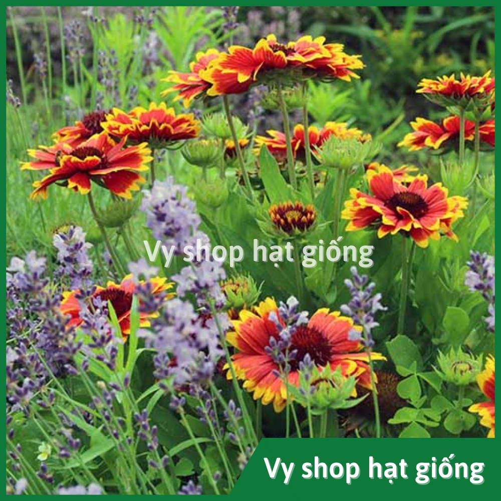 Hạt giống hoa cúc công chúa Gallardia gói 200 hạt