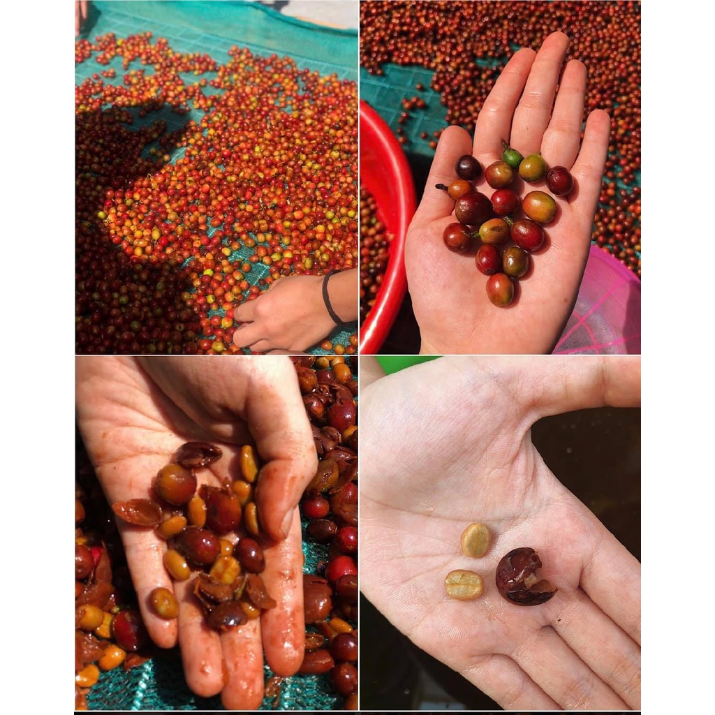 Cà phê Arabica Cầu Đất Red Bourbon nguyên chất rang mộc gu nhẹ nhàng pha máy, pha phin C.O.C Saigon