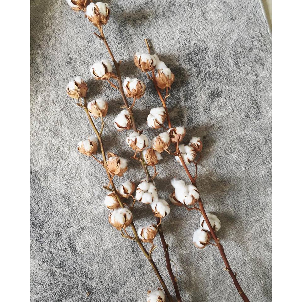 [HIẾM] Cotton Stalks Mỹ ❤️FREESHIP❤️ Hoa khô decor trang trí Bắc Âu, chụp ảnh sản phẩm