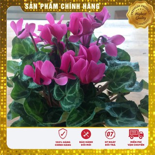 Hạt giống Hoa Anh Thảo Mix 5 Hạt