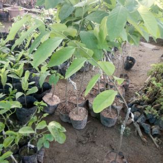 Cây na dứa Đài Loan