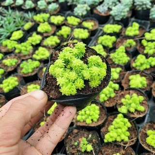 SEN ĐÁ SEDUM DẠ QUANG
