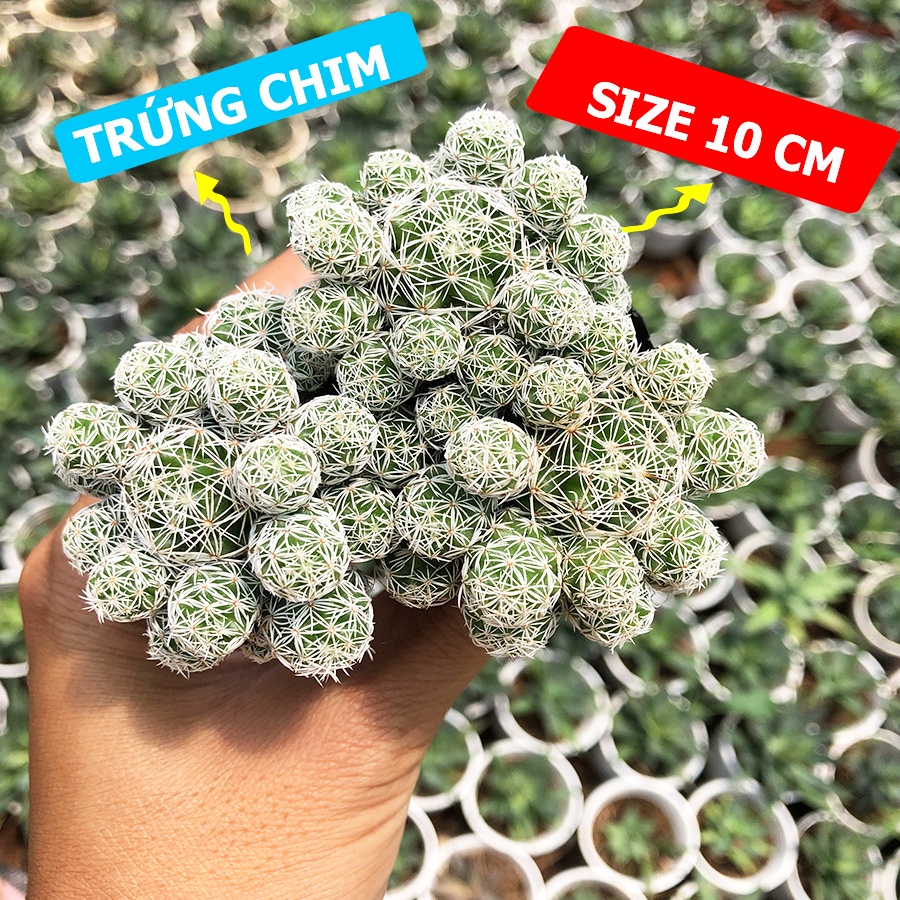 Xương rồng TRỨNG CHIM Size Chậu 5.5cm, 1 đổi 1 (Xương Rồng Nhật Tân)
