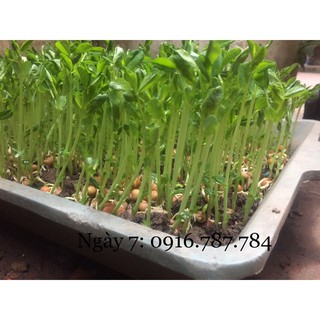 HẠT ĐẬU HÀ LAN KHÔNG CHẤT BẢO QUẢN NON GMO LÀM RAU MẦM  1kg