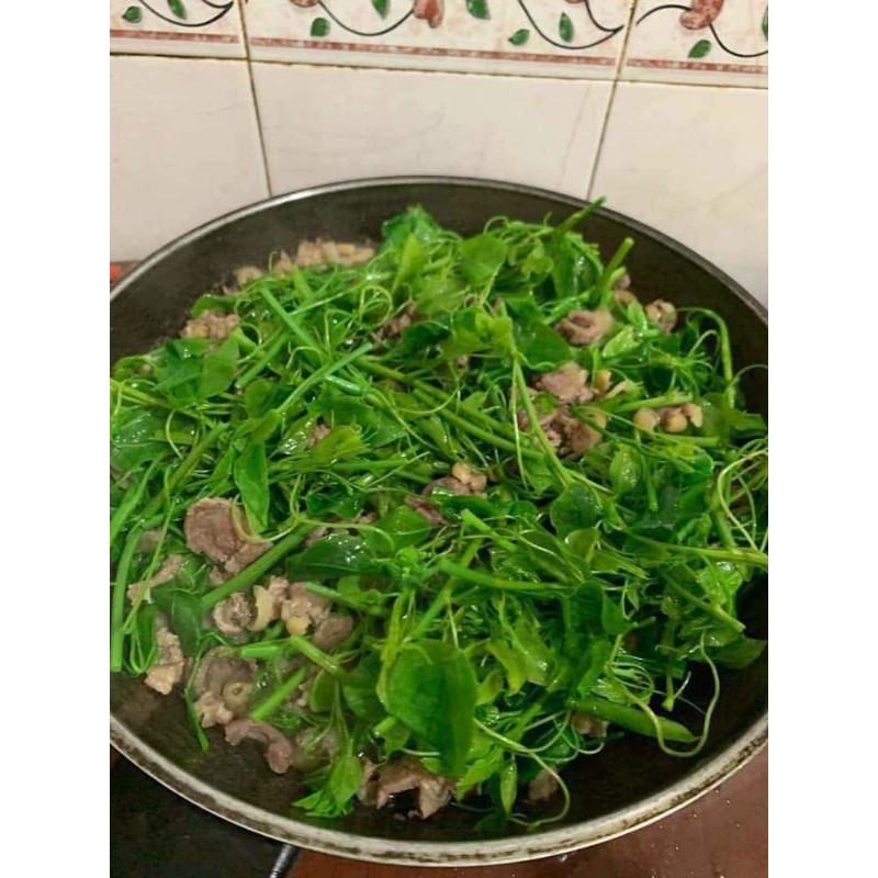 Rau bò khai cây giống