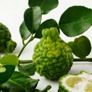 Cây chanh chúc hấp gà