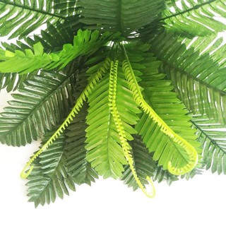 Cây Dương Xỉ trang trí tường cỏ