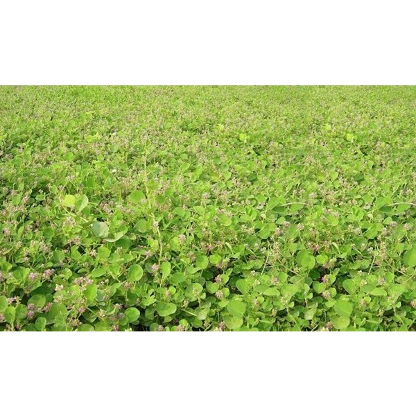 Hạt Giống Cây Dược Liệu.Kim.Tiền.Thảo - Gói 50 Hạt KNS2158