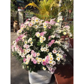 cúc cổ đổi màu