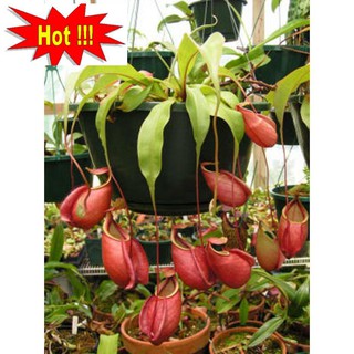 50H - HẠT GIỐNG CÂY NẮP ẤM
