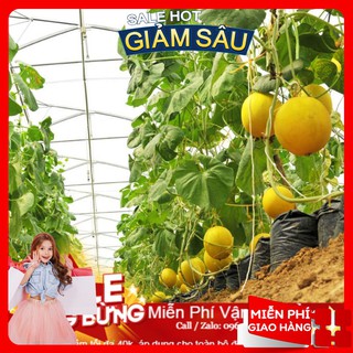 Hạt giống dưa kim cô nương f1 -10 hạt / gói