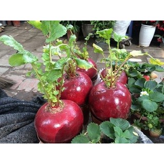 Hạt giống củ cải đỏ khổng lồ . Tặng thêm hạt giống ngẫu nhiên