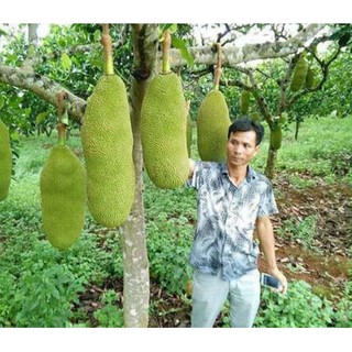 Mít Thái Ruột Đỏ Sơ Đỏ
