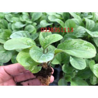 Cây giống hoa đồng tiền lùn-10cay