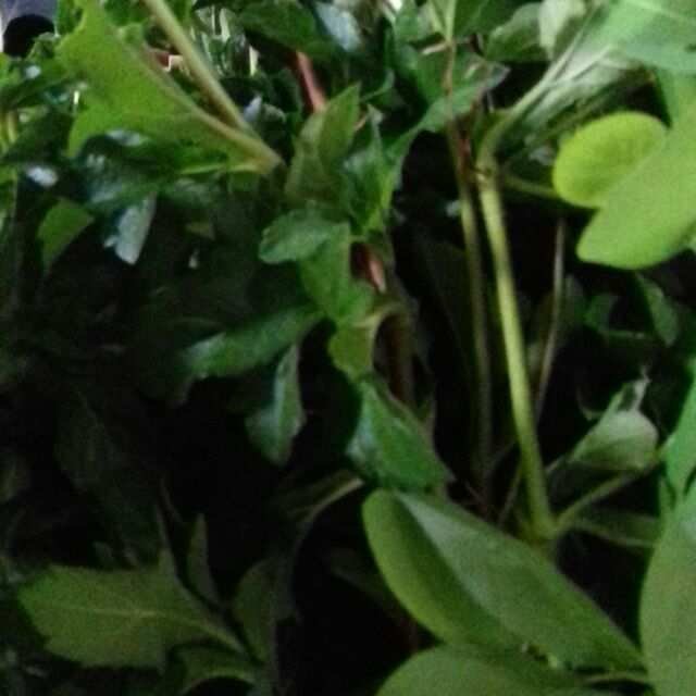 Lá tắm hỗn hợp(trẻ em và người lớn)