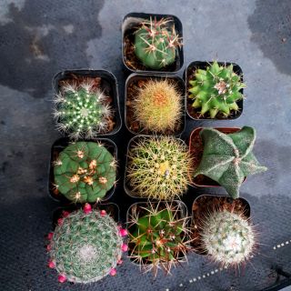 Combo 10 chậu xương rồng sz nhỏ
